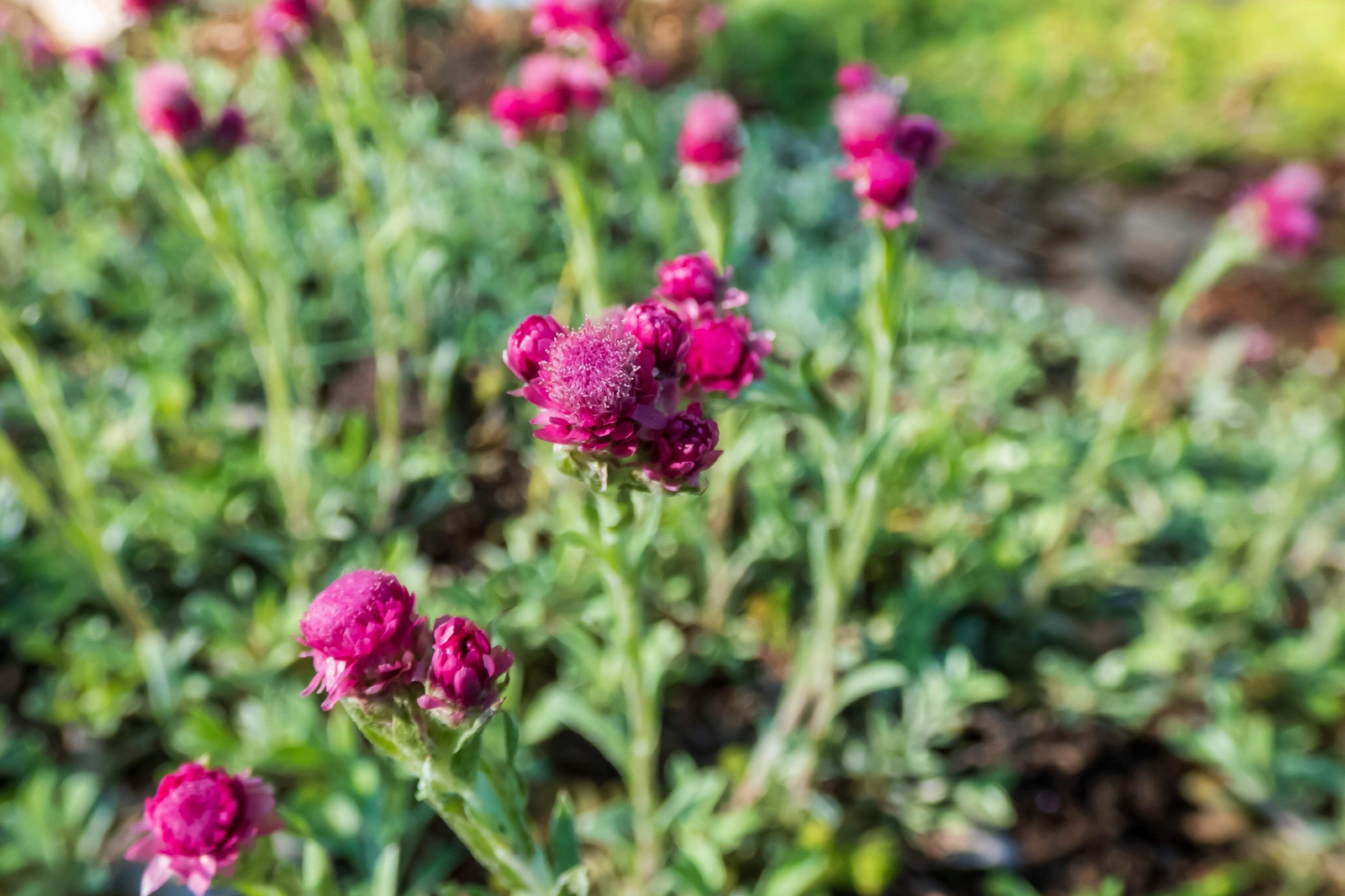 20 RED PUSSYTOES Pink RedTinted Antennaria Dioica Rubra Everlasting Flower Seeds