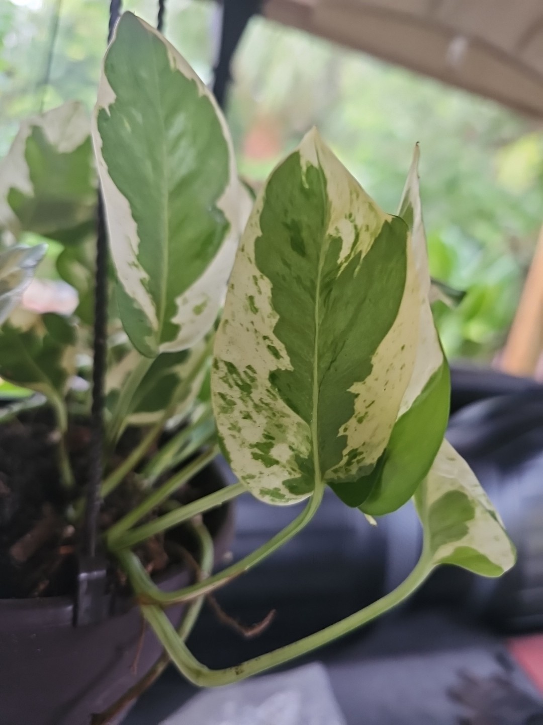 N Joy Pothos One Fresh 3 Node Cutting