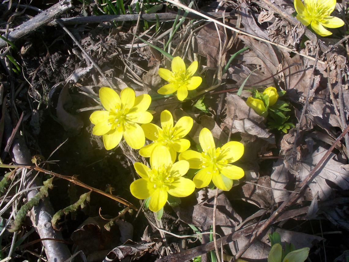 100 SEEDS WINTER ACONITE