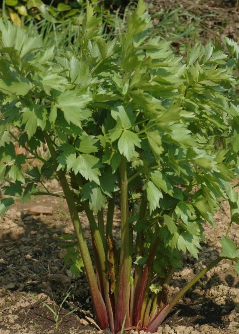 300+Lovage Seeds Celery Fennel Parsley Flavor Perennial Culinary Herb USA