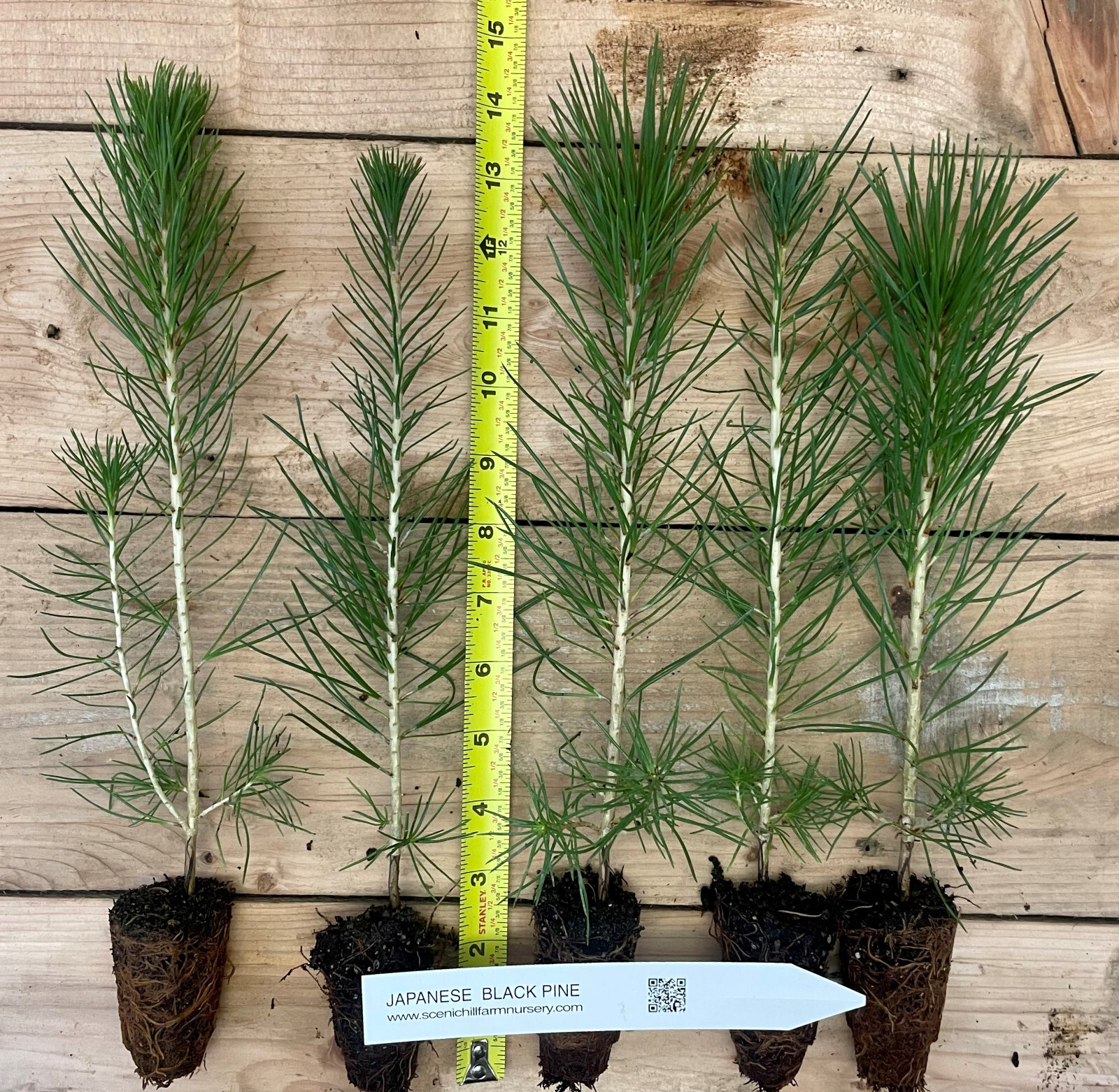 10 Japanese Black Pine – 8″- 14″ Tall Seedling – Great Bonsai or Shade Tree