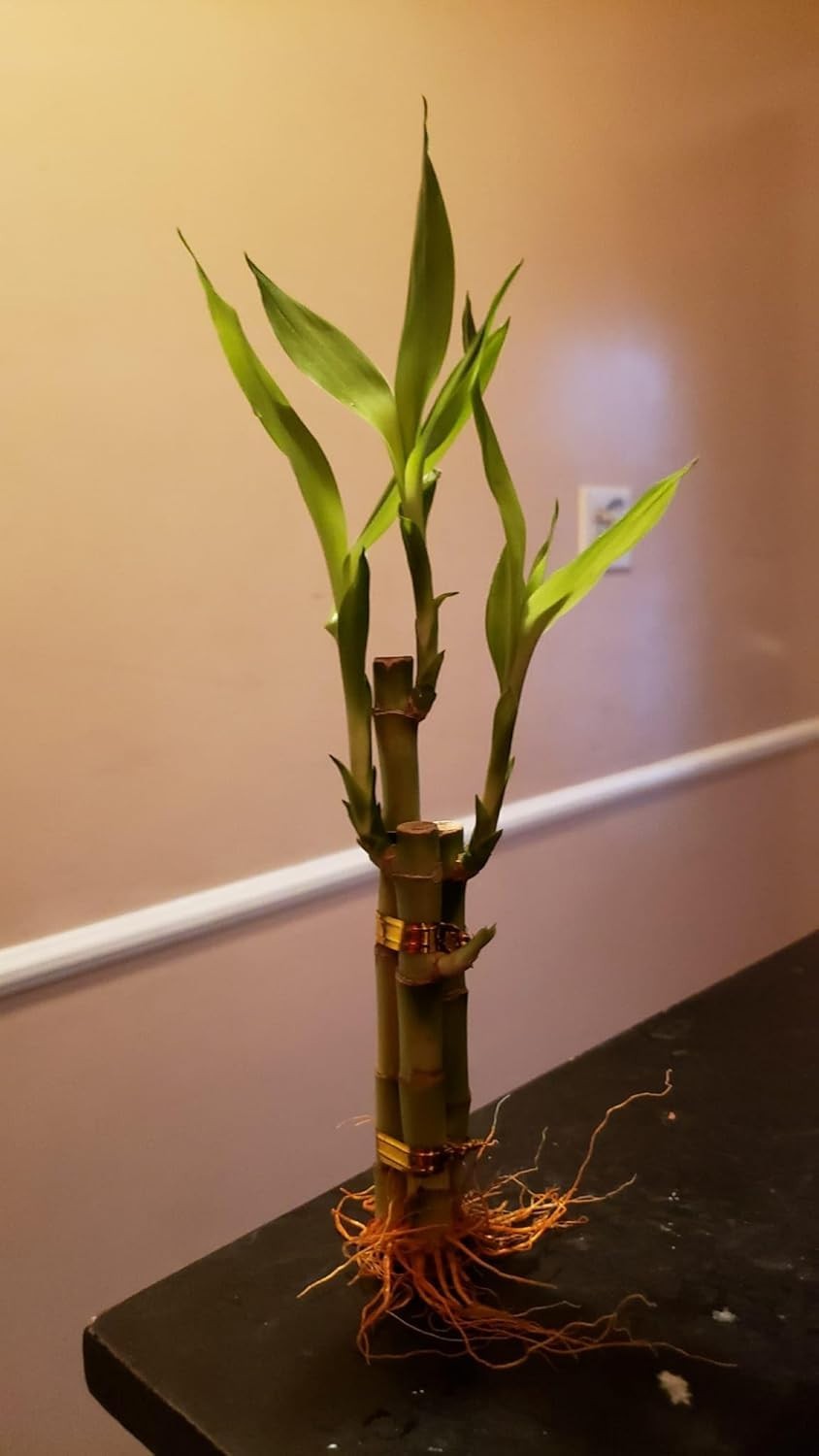 2 Live Lucky Bamboo Bunches of 3 – Tiered Stalks (4-6 inches) for Feng Shui