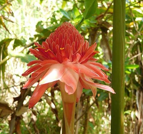 Etlingera elatior | Rose | Torch Lily | Ginger or Wax Flower | 10 Seeds