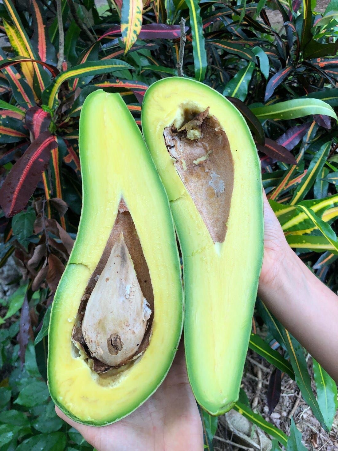 Long neck Avocado Or Russell Avocado 3ft Up air layered tree. No Shipping Ca.