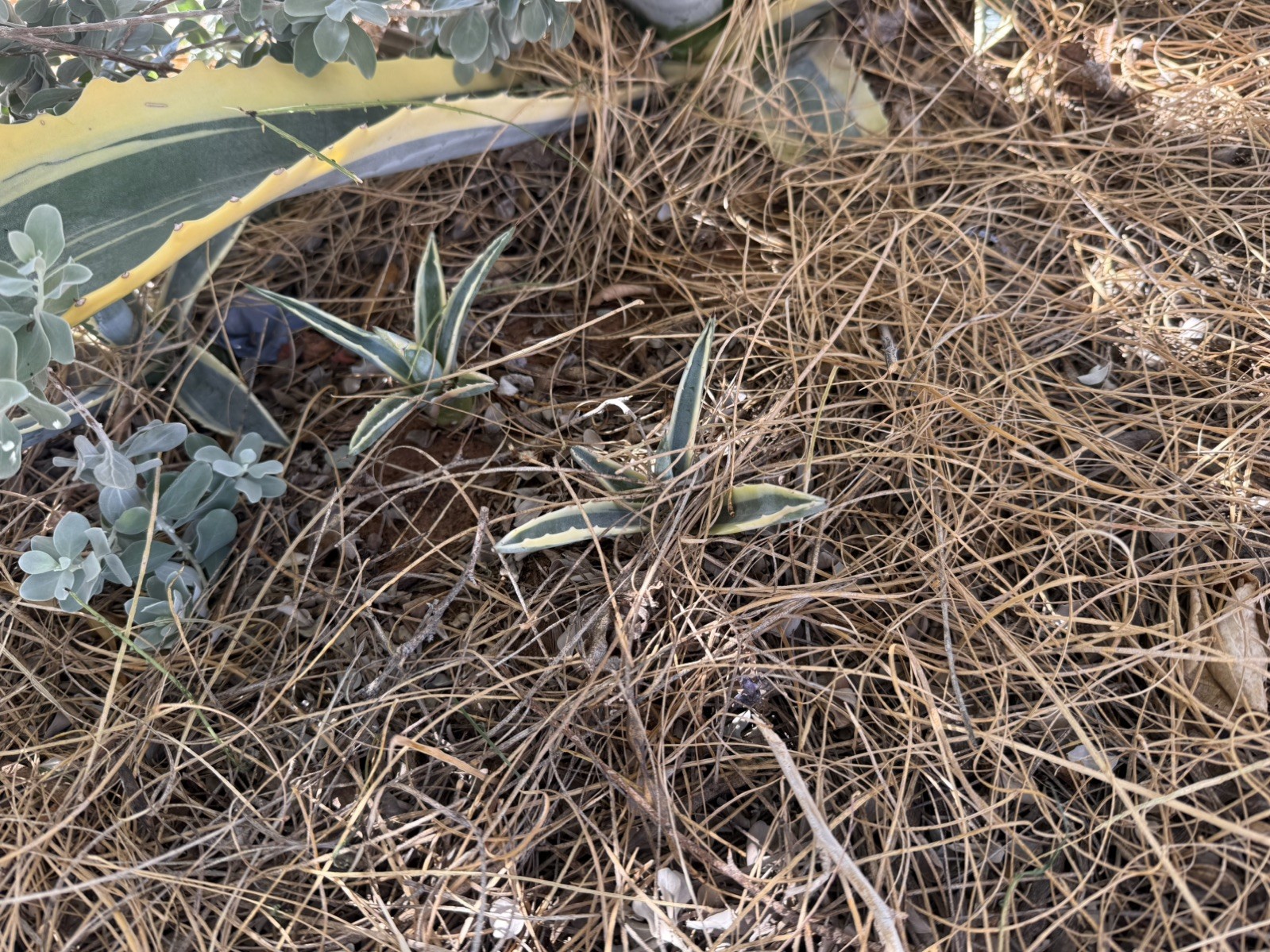 Agave Cornelius Starlight Pups (2) 3-6 inchs Succulents Americana Mojave Desert