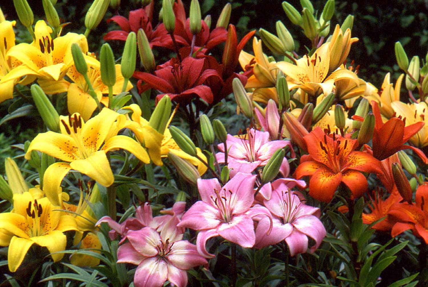 3 ASIATIC Lily Bulbs Mixed Bright colors Summer Bloom **Spring Planting