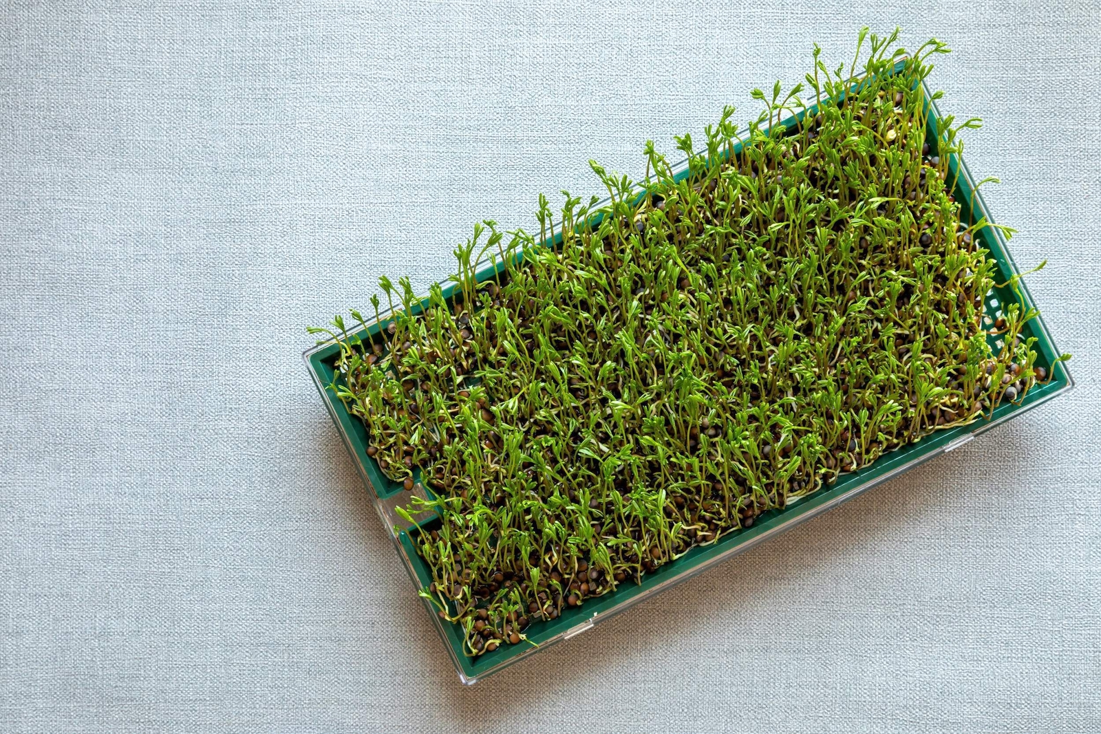 100 BLACK LENTIL Bush Lens Culinaris Vegetable Legume Sprouts Seeds