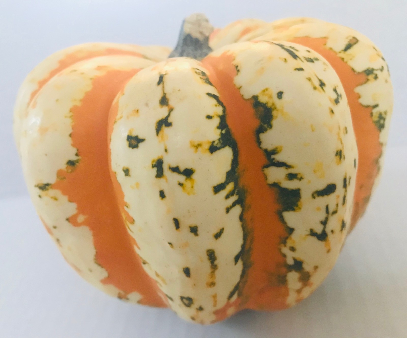 25 CARNIVAL Winter Squash Seeds Fresh Picked 2025 Maturity 110 Days Full Sun