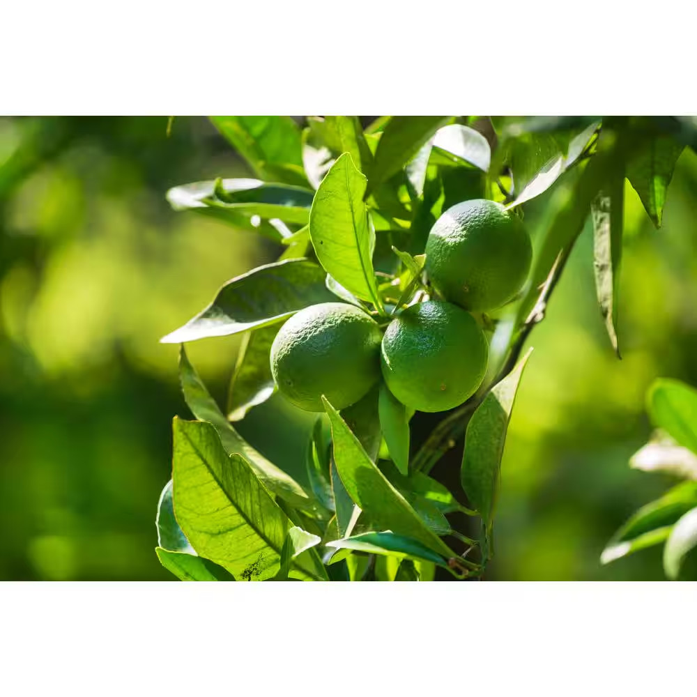 1 Gal Persian Lime Tree Live Plant (Bearss), Seedless Fruit, 1-Pack