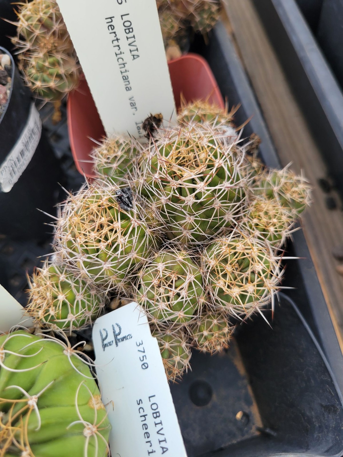 Lobivia hertrichiana var. laui (WR 419) (see description) (cactus – succulent…