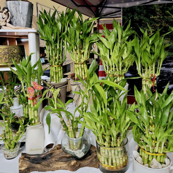 10 Lucky Bamboo Plants 4 inches & 6 inches with Gold Wire