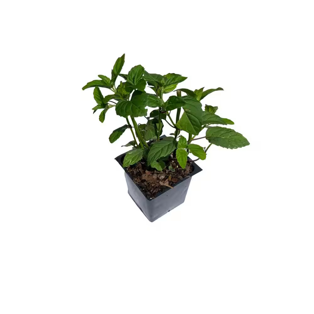 3 Bee Balm Garden View Scarlet Plants in 3 Separate 4 In. Pots