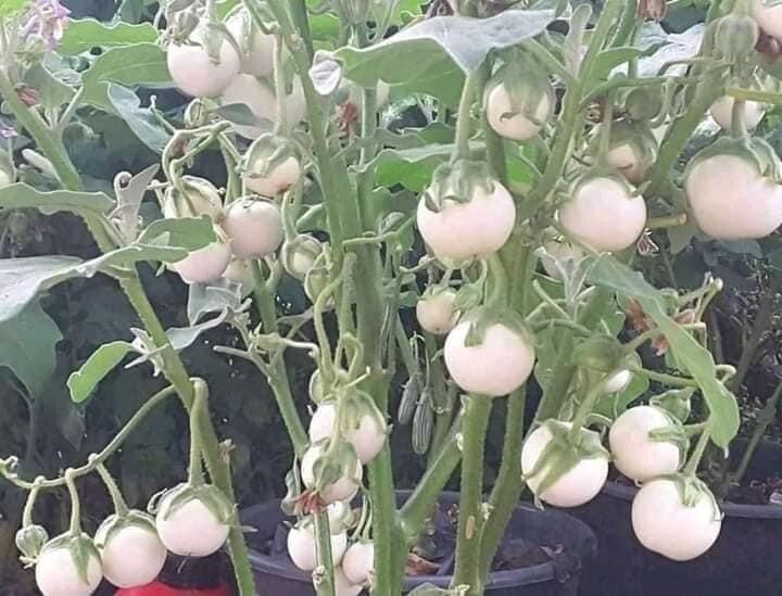 100+PCS WHITE ROUND EGGPLANT SEEDS, CÀ PHÁO TRẮNG