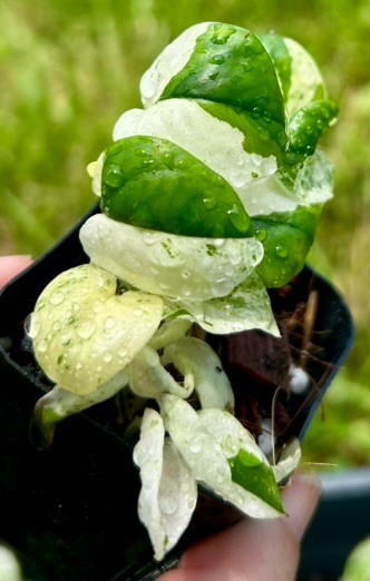 Epipremnum Marble Pothos Starter Clump | 3 Plants | US Seller