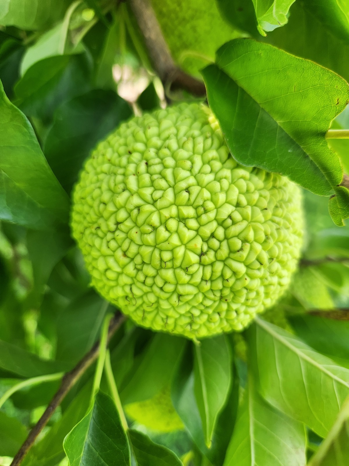 12 Farm Fresh Hedge Apple Osage Orange Horse Monkey Ball Maclura Pomifera Bois
