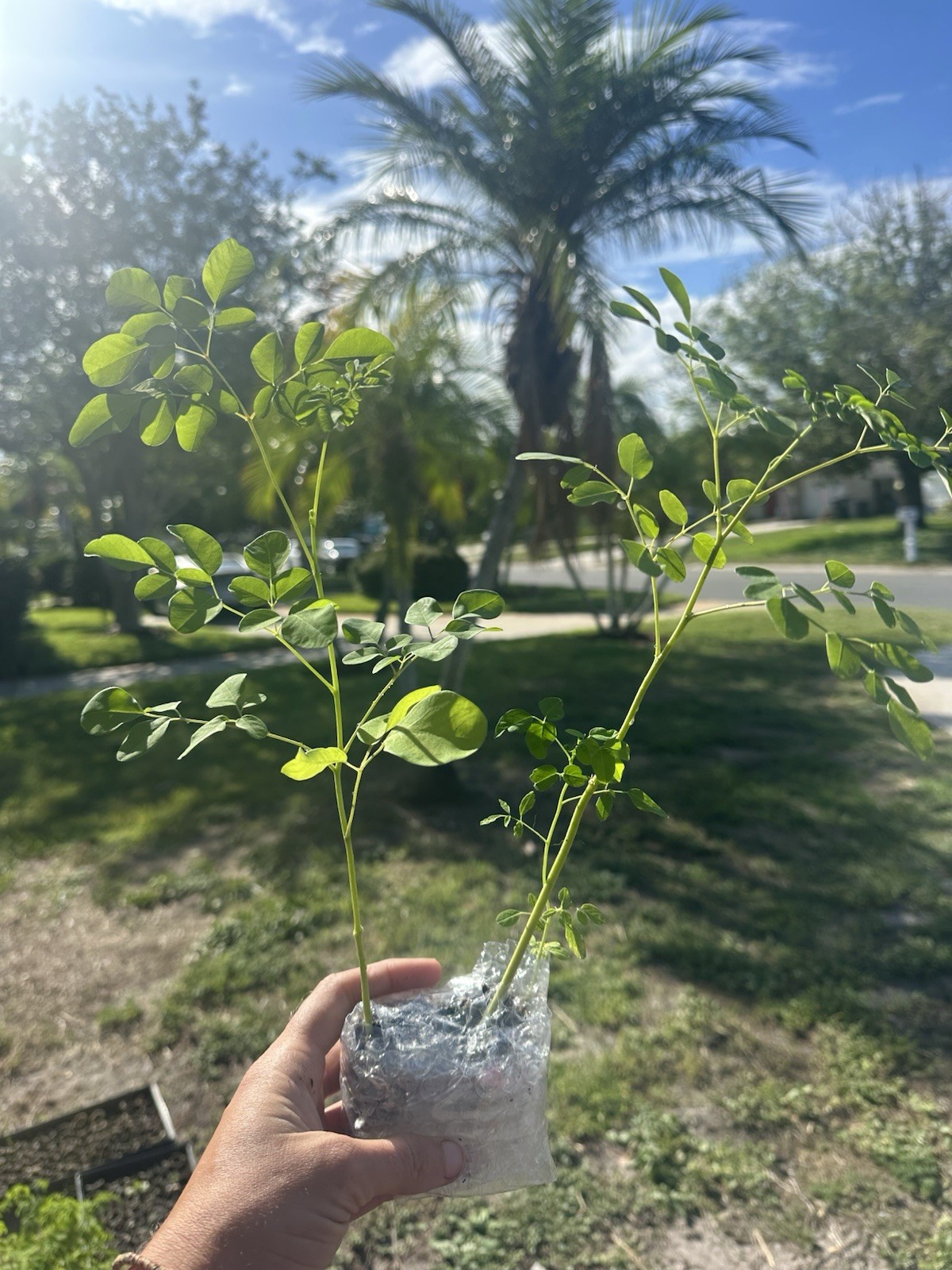 20 Live Moringa Oleifera Trees Organic Seedlings Superfood Plant 1 Ft