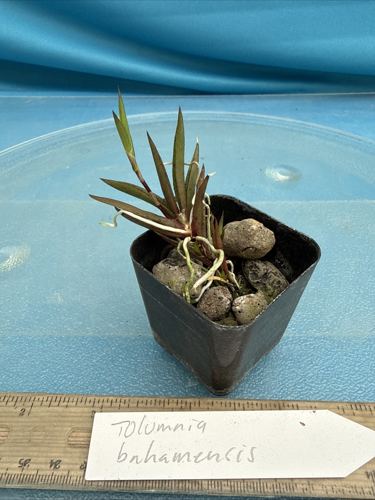 Tolumnia bahamensis NBS Pink White Yellow Native Florida Orchid Species 2” Pot