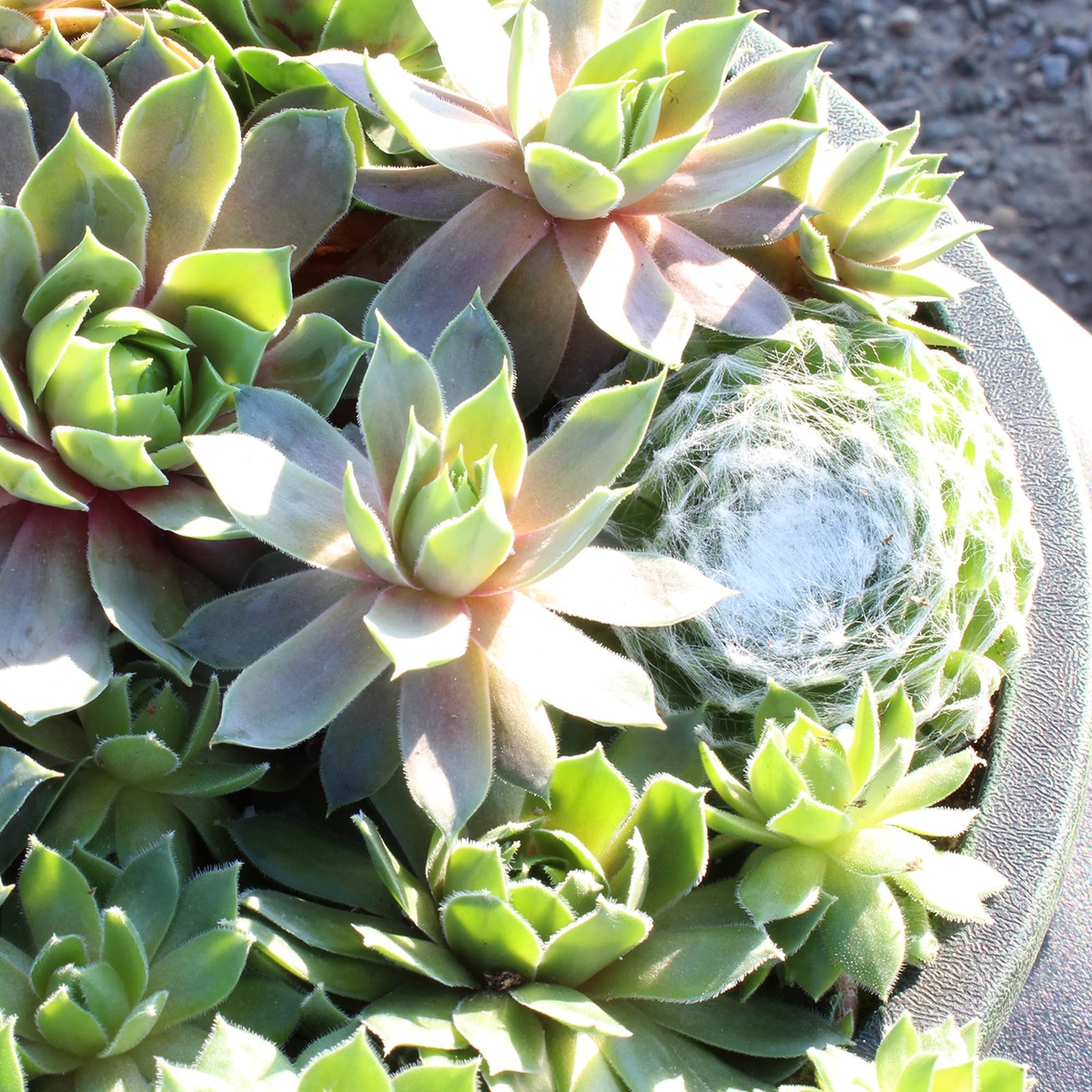 Altman Plants Non-Toxic Live Sempervivum Succulent Plant Gift In 8 Decorative