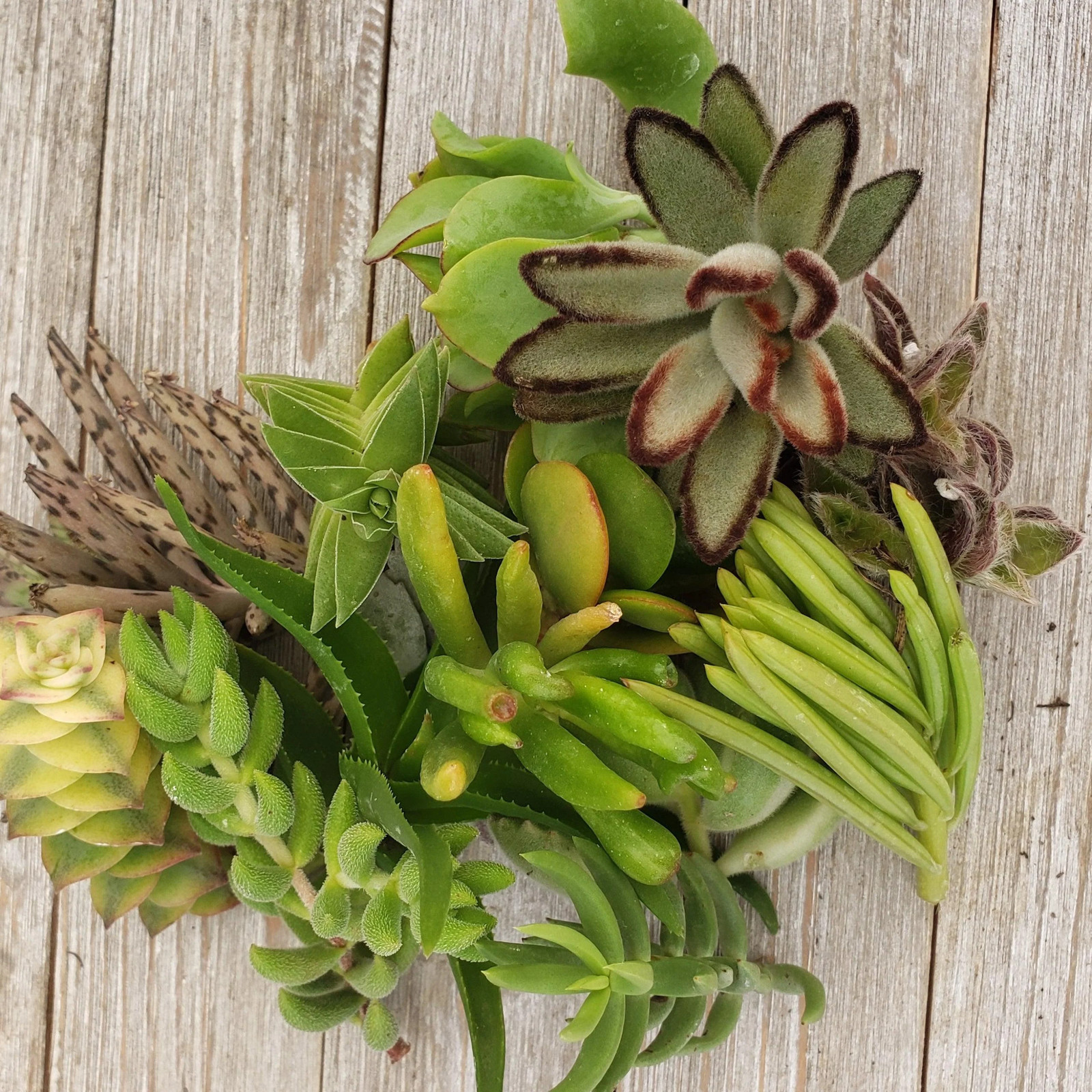 10 Assorted Succulents Cuttings cactus Cacti Succulent real live plant