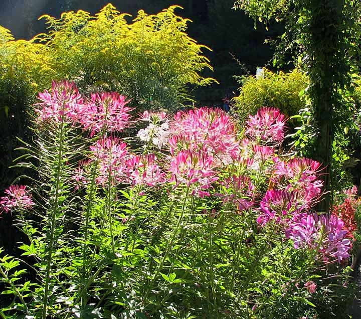 1000 Spider Plant Dlower Seeds Cleome hassleriana