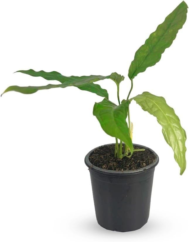 Monstera Amazonica Swiss Cheese Plant| Live Plants for Decoration Indoor