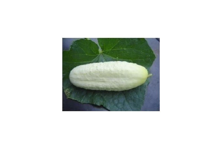 WHITE WONDER CUCUMBER 25 – 200 Seeds Rare Heirloom Unique color! Non-GMO