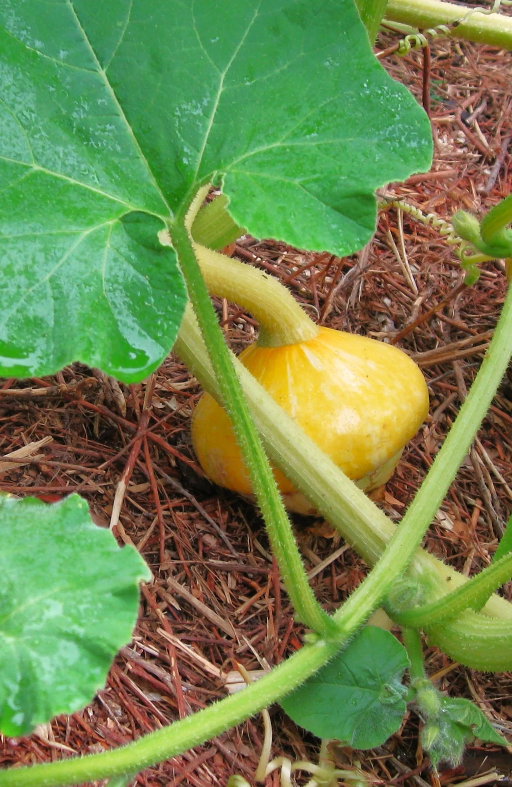 Mini Red Turban Ornamental Gourd Seeds – For 2025 Planting Elf Houses Miniature
