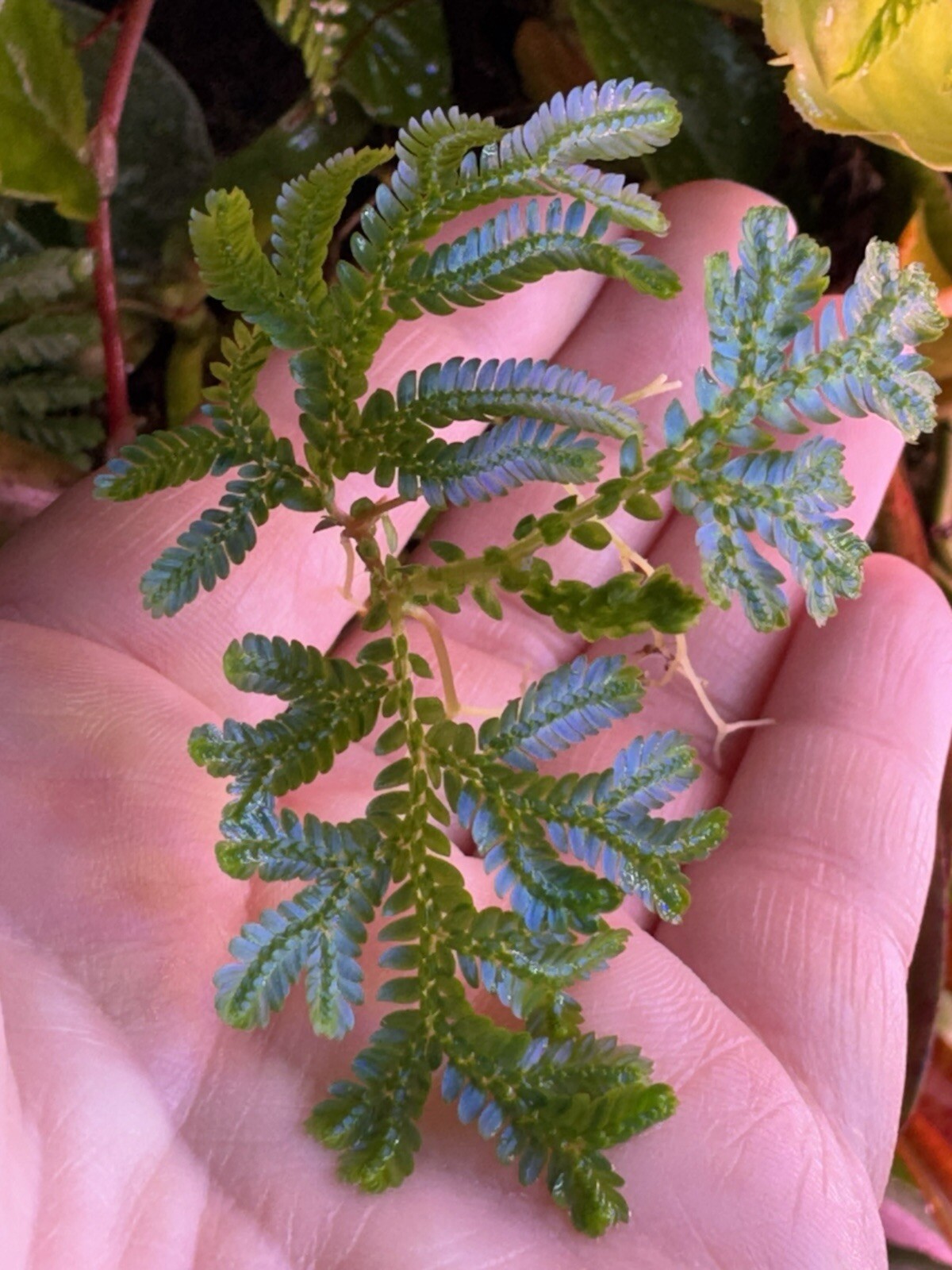 Selaginella Wildenowii Peacock Moss Spikemoss Fern Rare Terrarium Plant Cutting