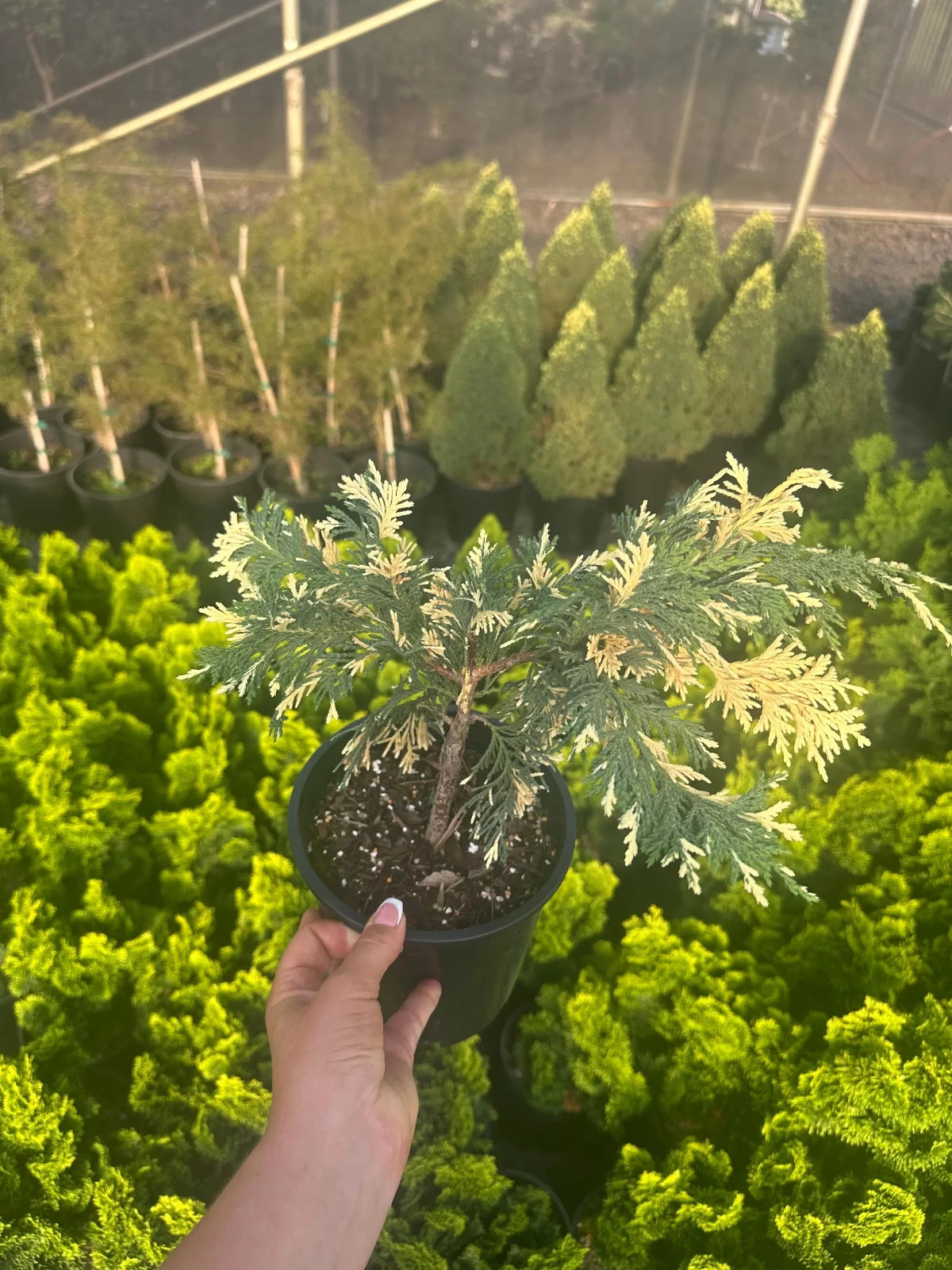 Chamaecyparis noot ‘Sparkling Arrow’ #1 Container