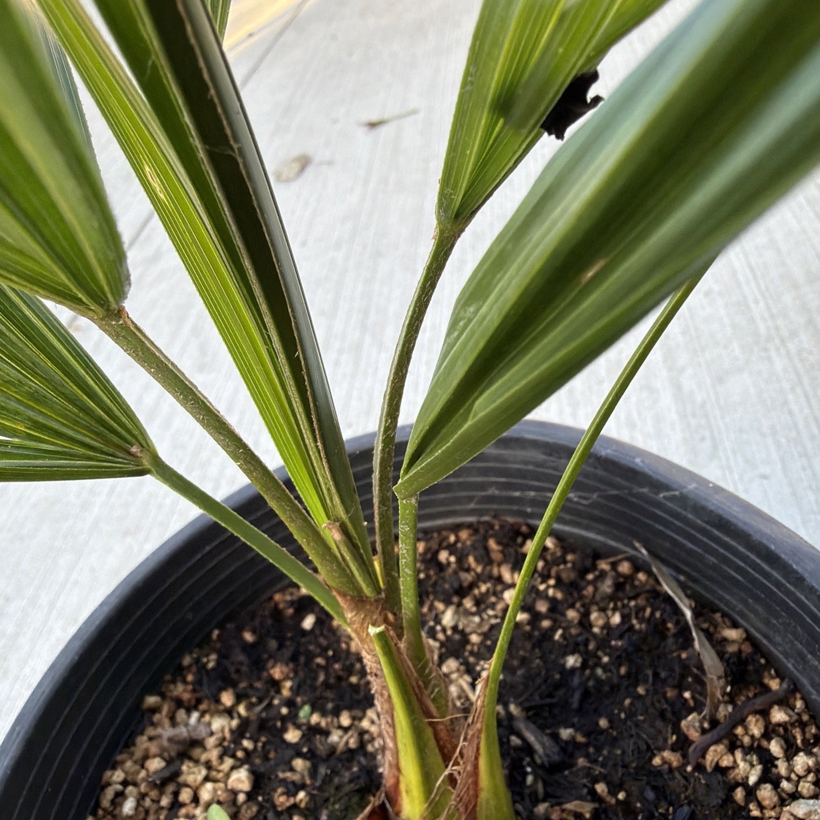 Windmill Palm 1 Gallon Pot 4 Pack