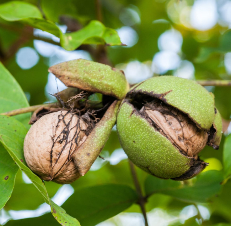 Live Black Walnut Tree – Quart Pot – Juglans nigra – Nut-Producing Shade Tree