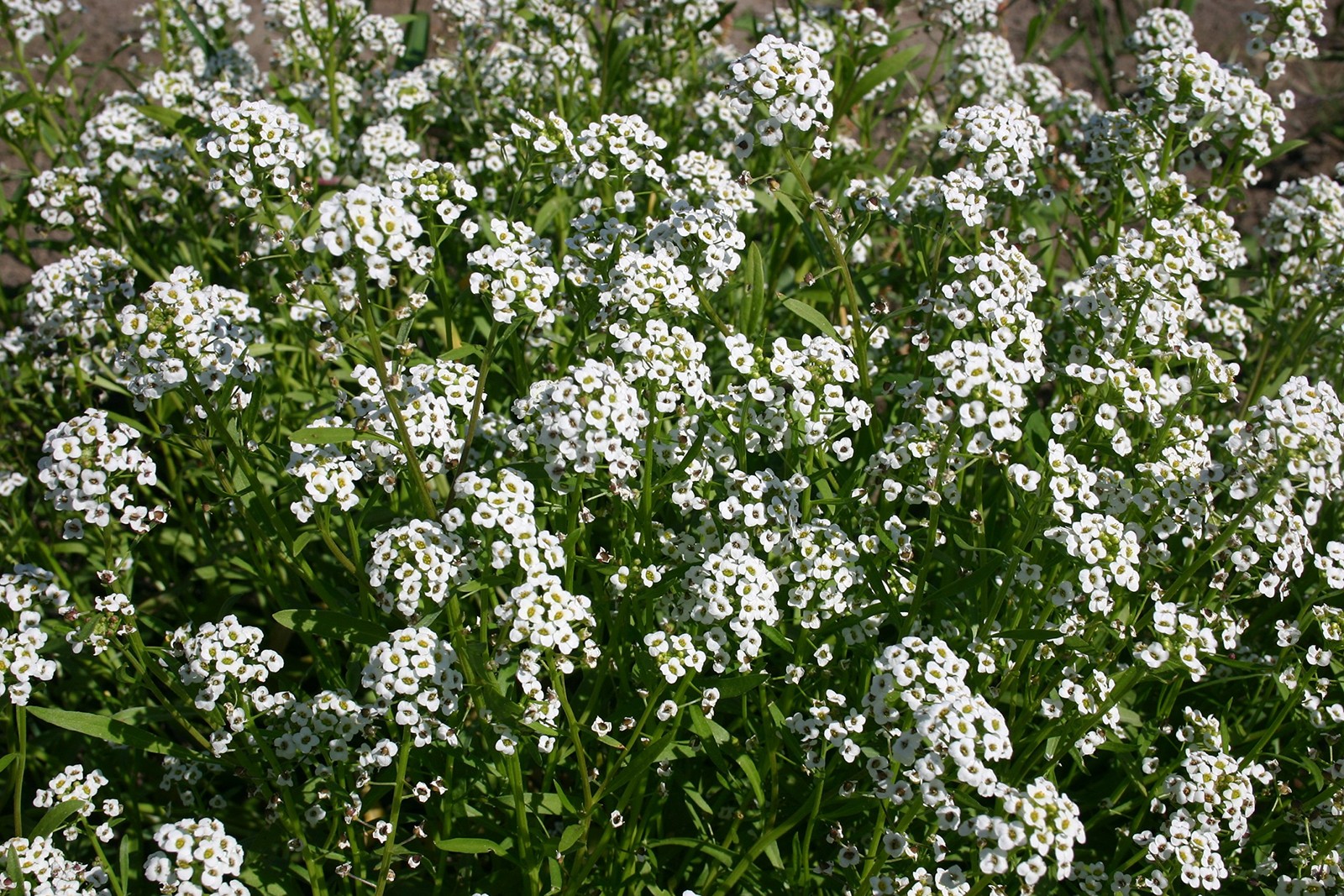 Dirt Goddess Super Seeds Alyssum Sweet Tall Flower Seeds 1 Lb Lobularia