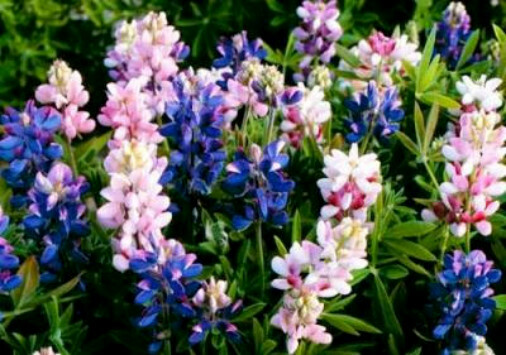 Lupine Seeds, Dwarf Pixie Lupine, Wildflower Seed, Heirloom Flower Seed, 50ct