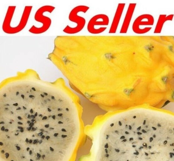 Yellow Sweet Dragon Fruit Var. “PALORA”, Pitaya Selenice 7″-10″ (2) pieces