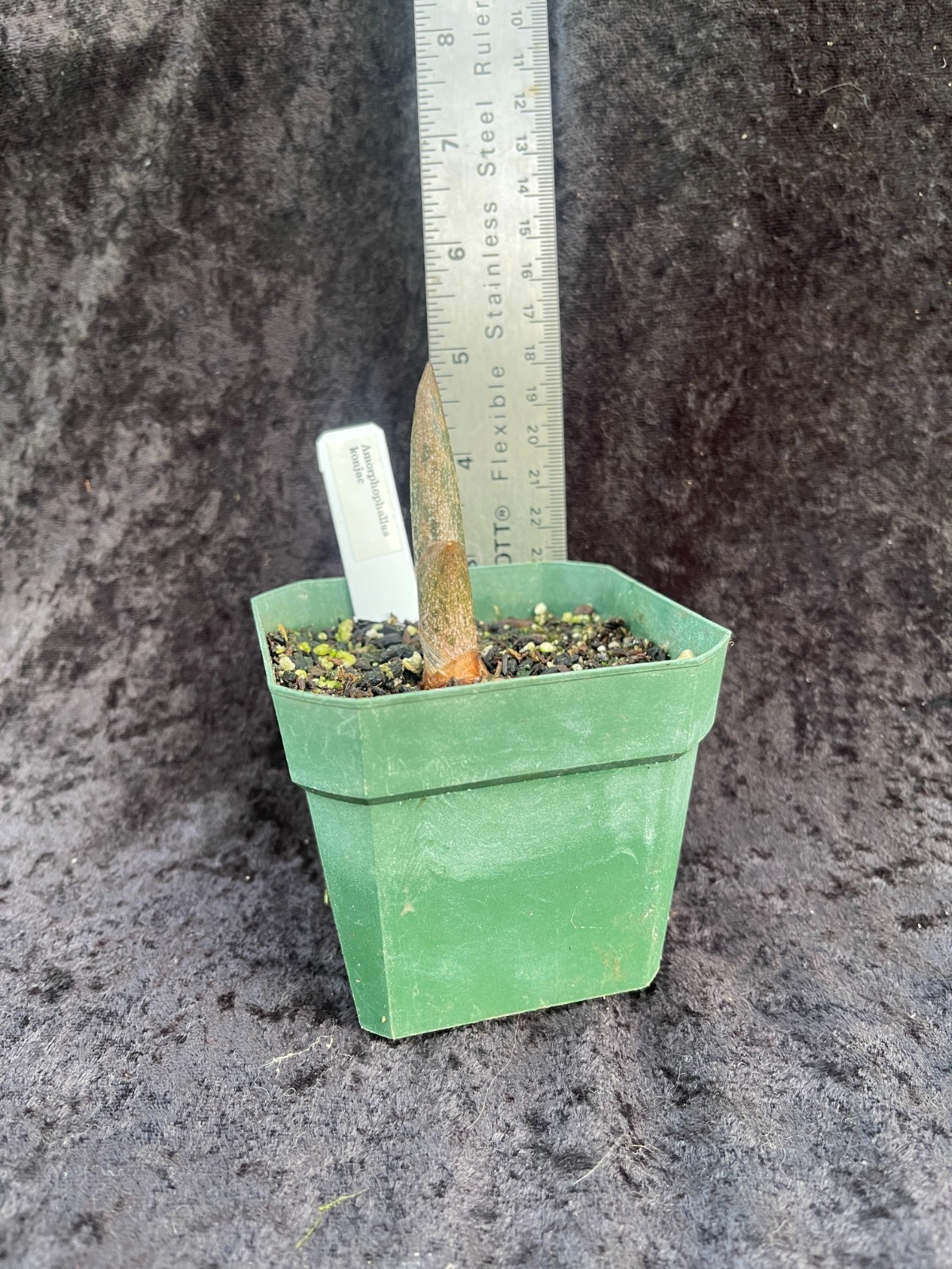 BOTANICA LTD. Amorphophallus konjac SPECIES “Carrion Plant”