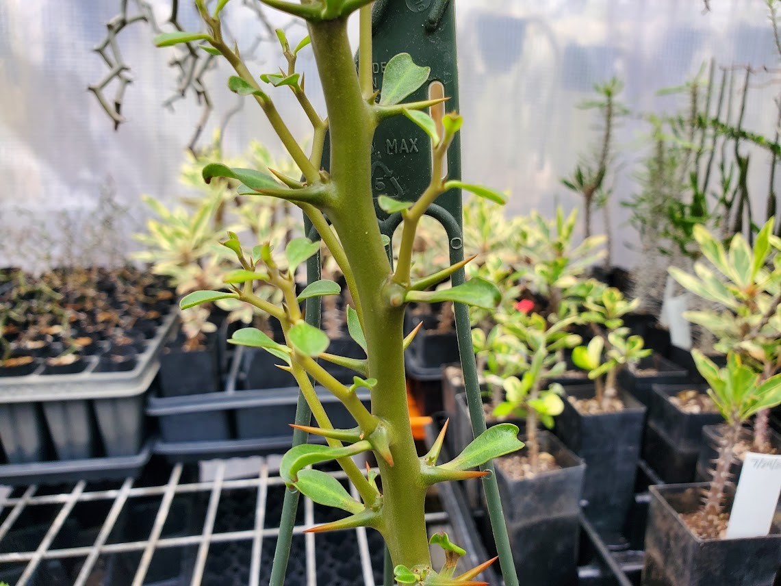 Decarya madagascariensis – Zig Zag Plant – Madagascar – Rooted Lot Dm14