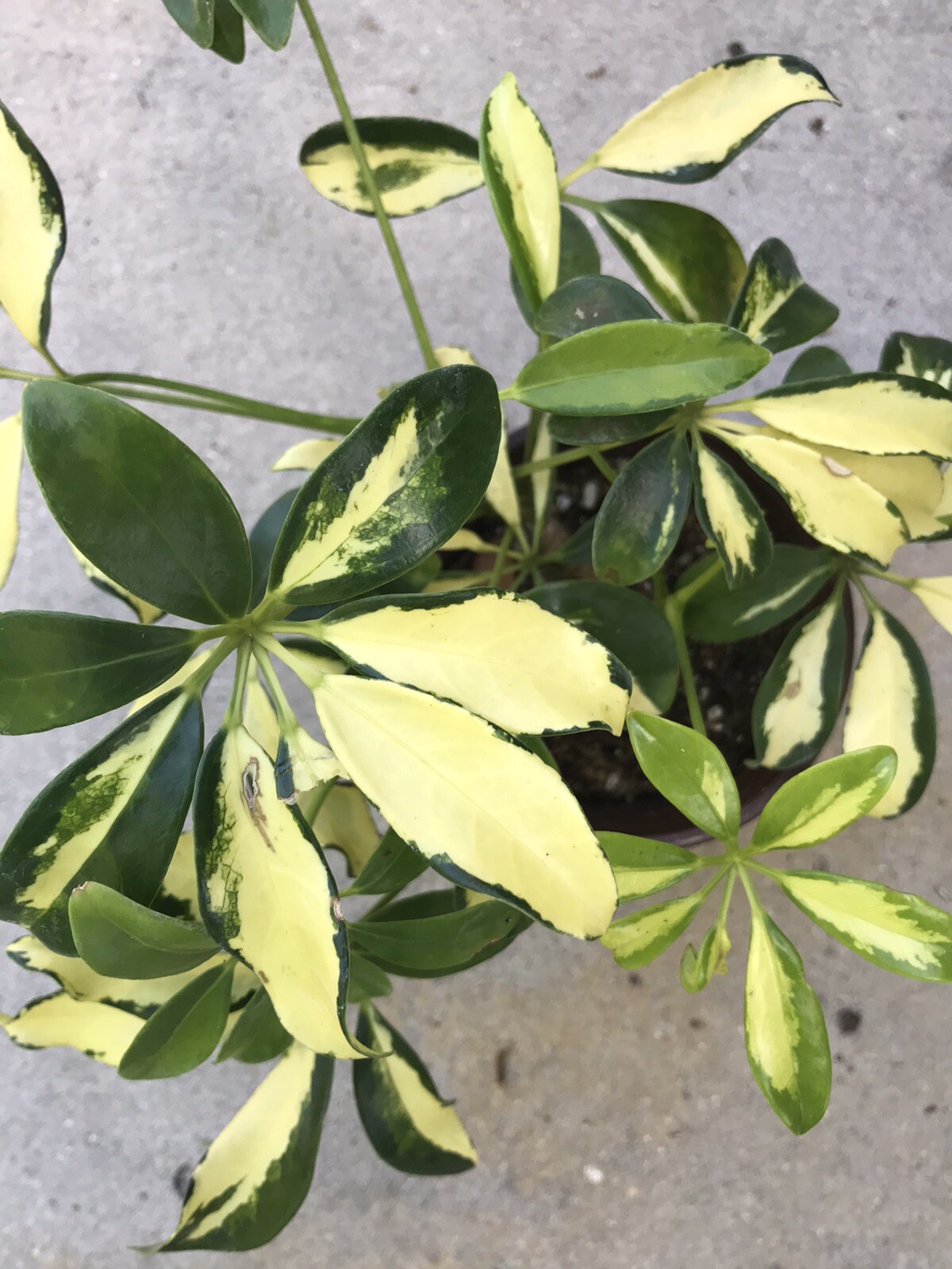 umbrella plant