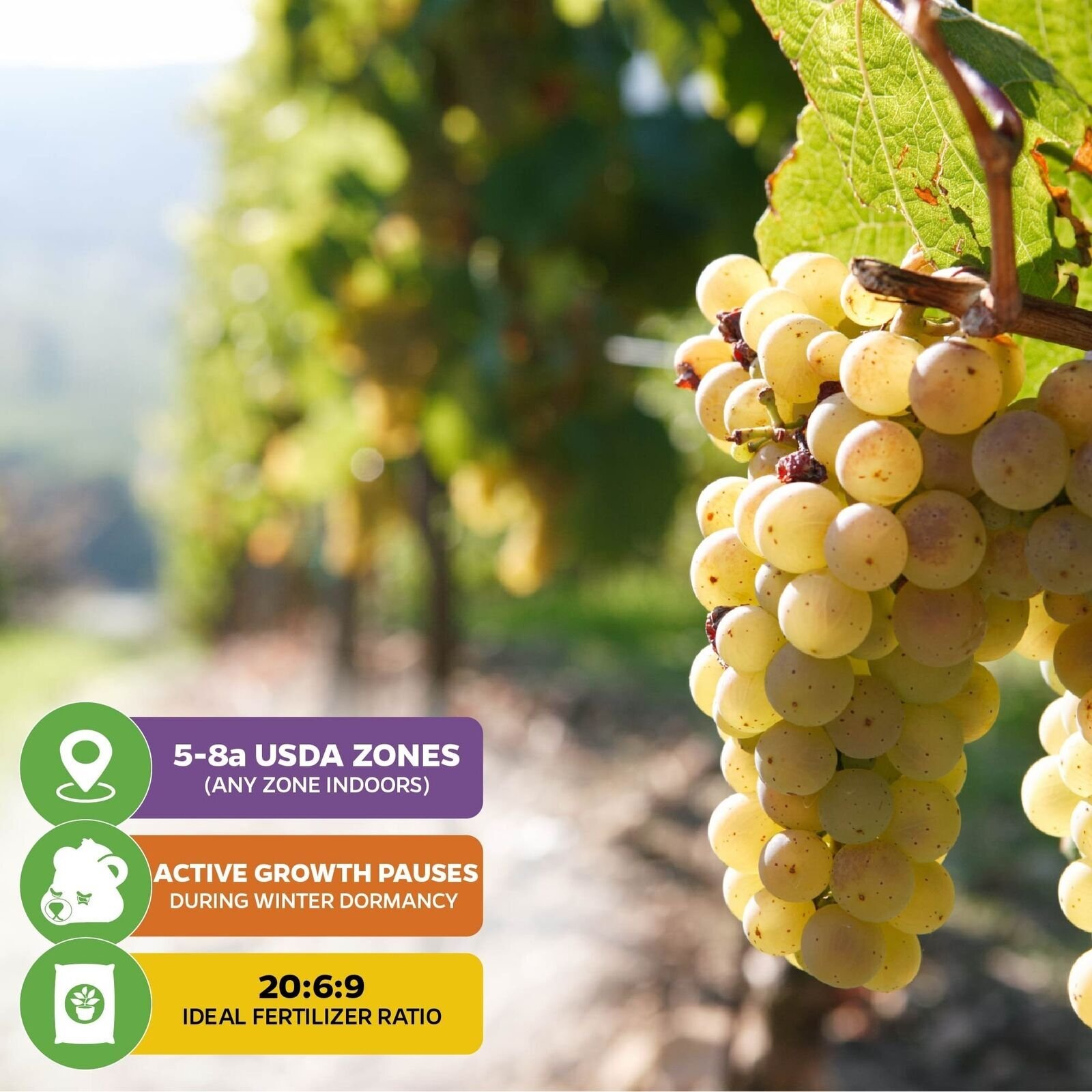Blanc du Bois Grape – Vitis labrusca – Live Plant