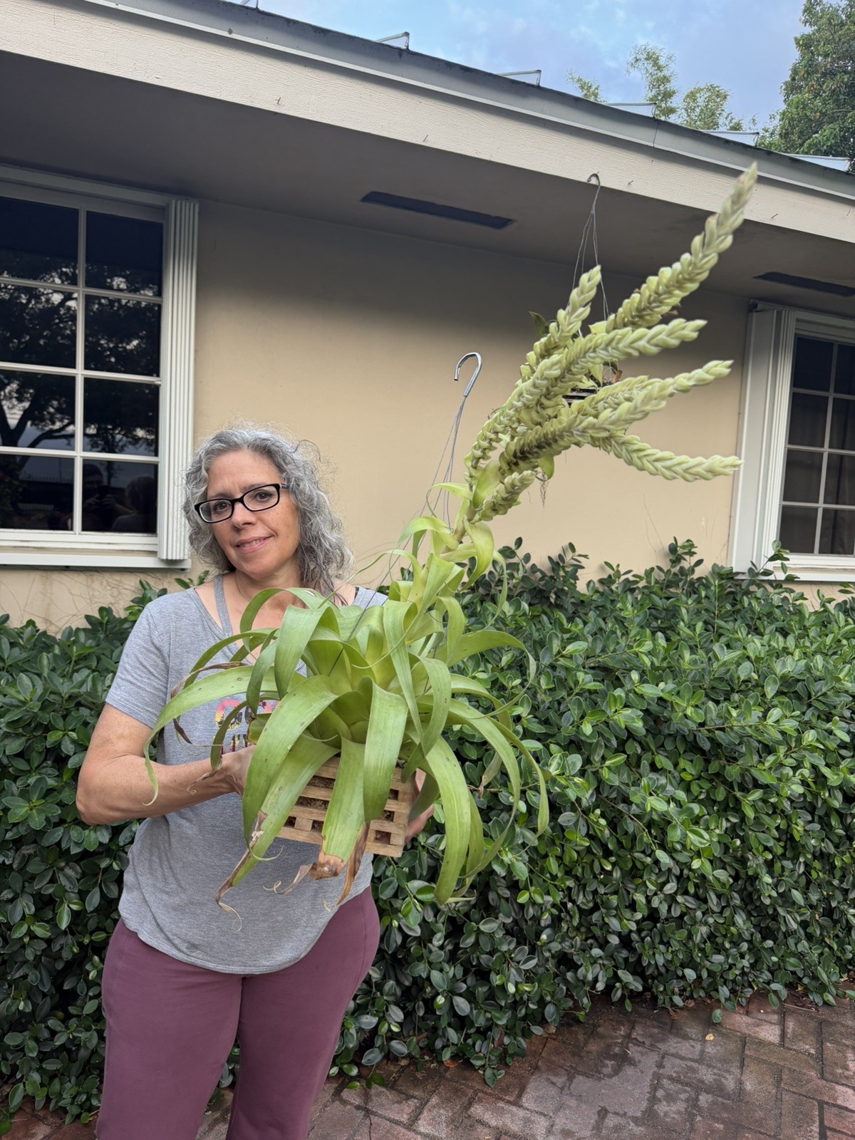 Tillandsia Samantha