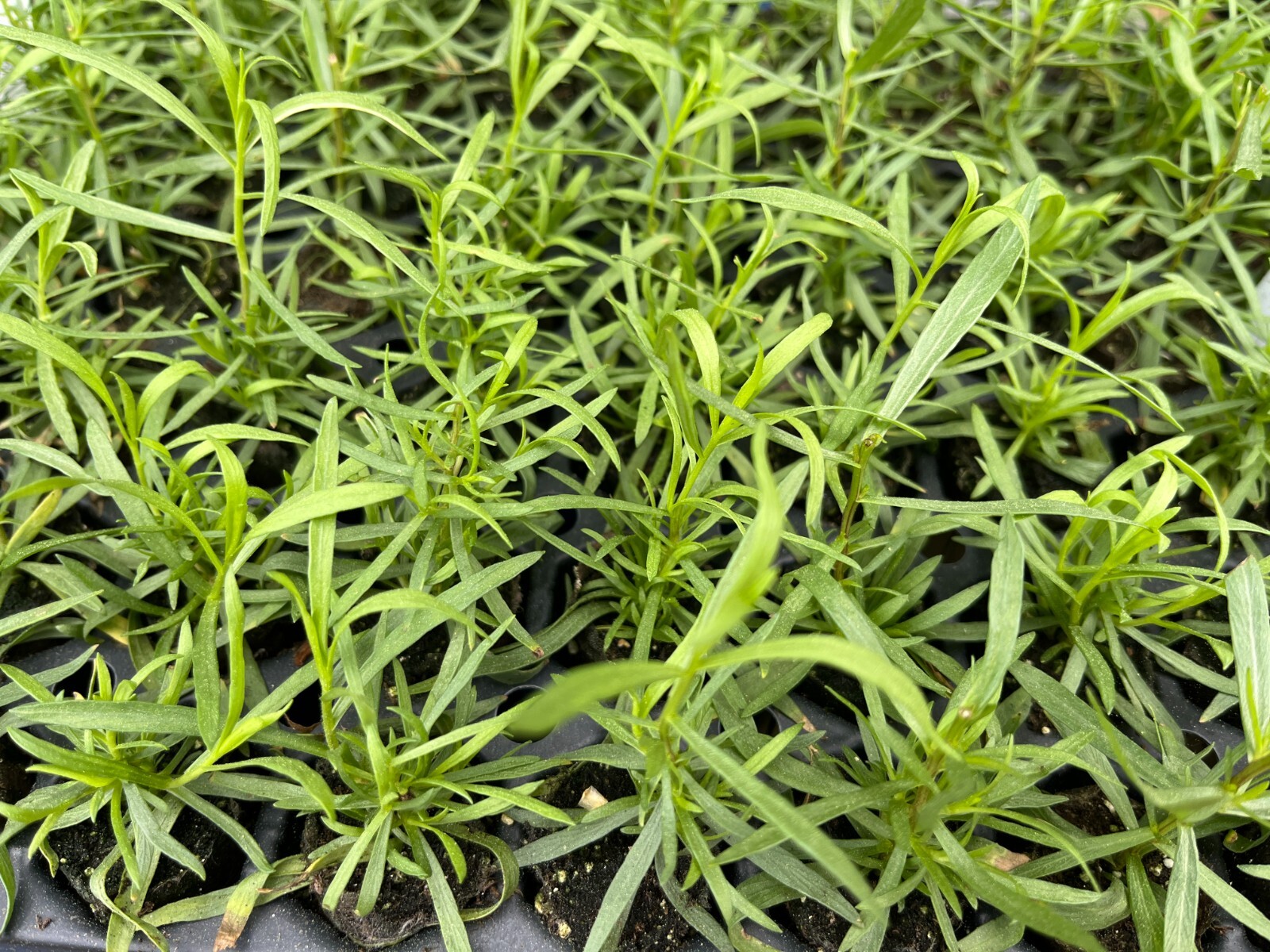 Herb French Tarragon Live Plant, Healthy Starter Ready to Plant