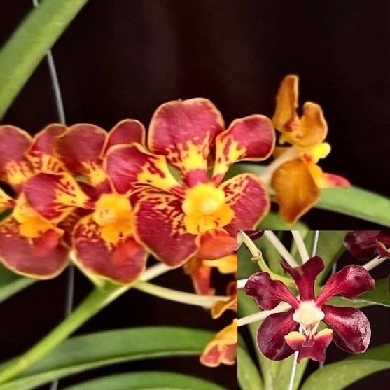 Vanda (Mini Freckles x merrilii var. rotorii)