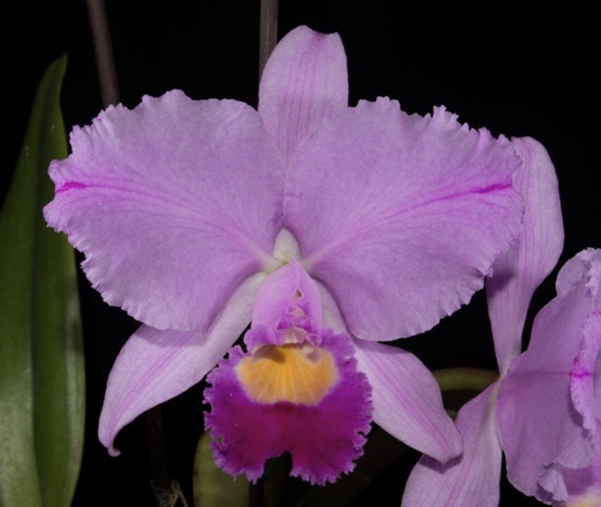 Cattleya trianae ‘Mendenhall’ AM/AOS Original Division