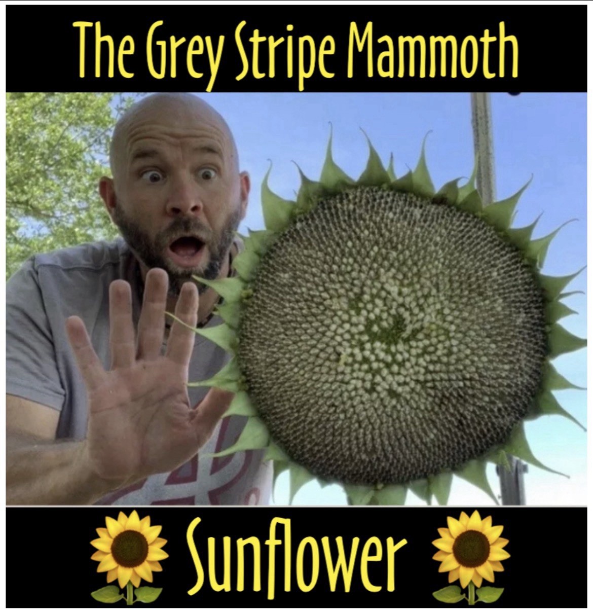 25ct Grey Stripe Mammoth Sunflower Seeds 🌻 Huge and Beautiful FREE SHIPPING!!