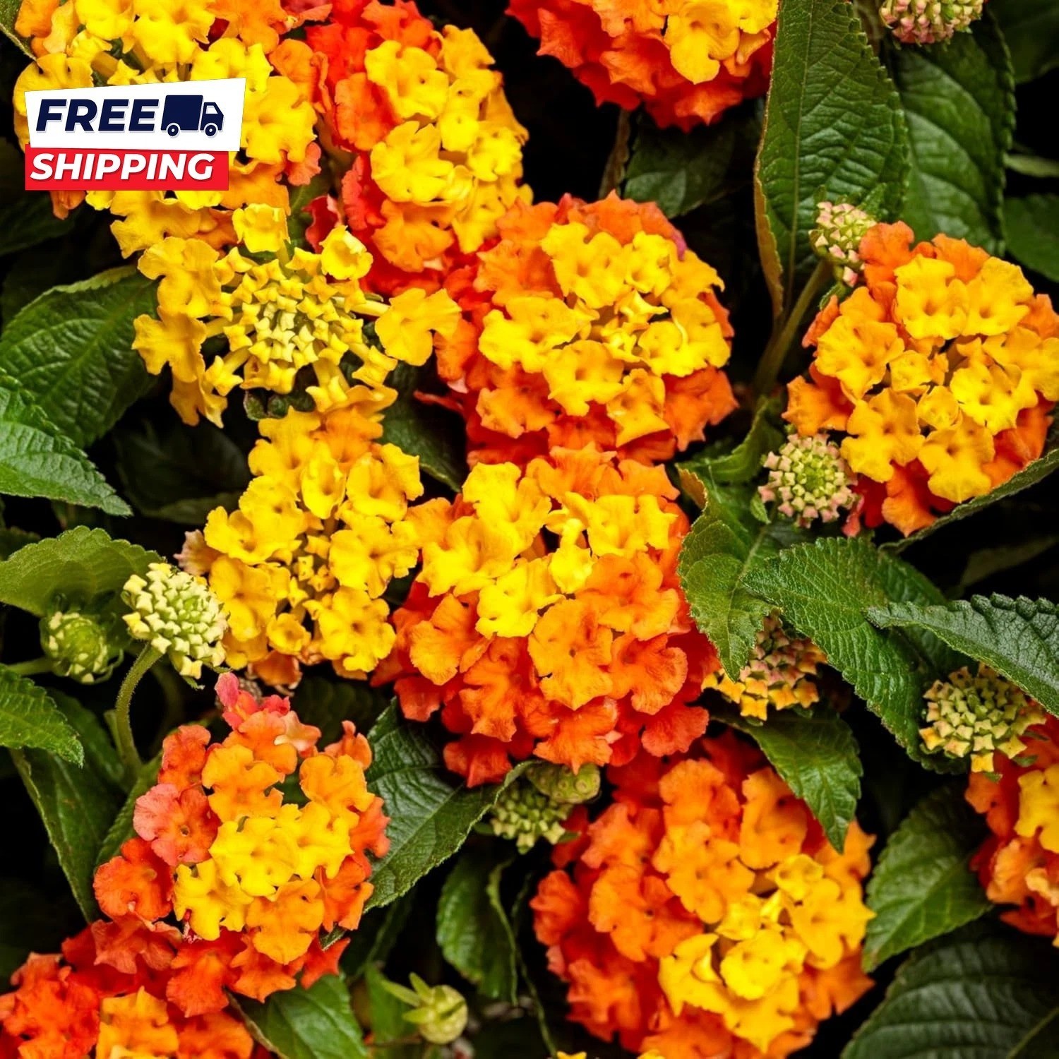 Lantana Flower Seeds for Planting 300+ Mixed Color Flower Seeds to Plant Great