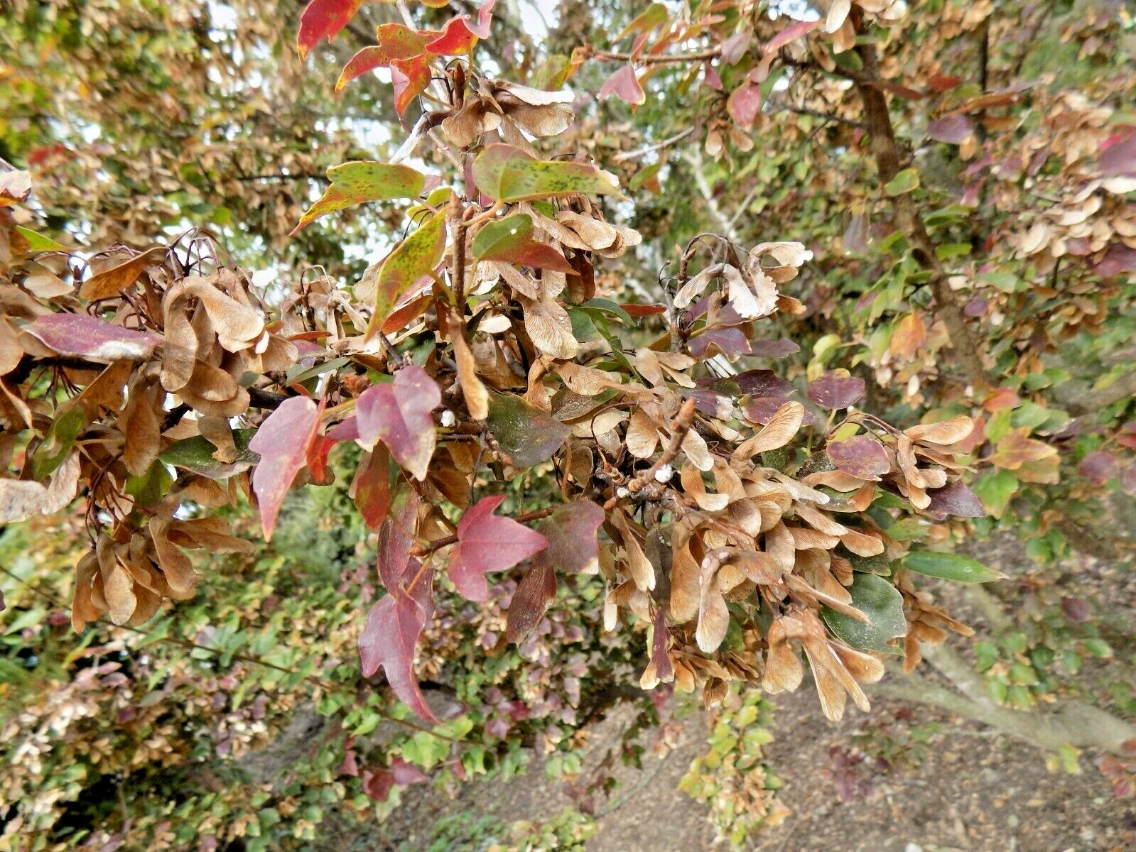 20 MIYADONO DWARF TRIDENT MAPLE SEEDS – (Acer buergerianum ‘Miyadono’)