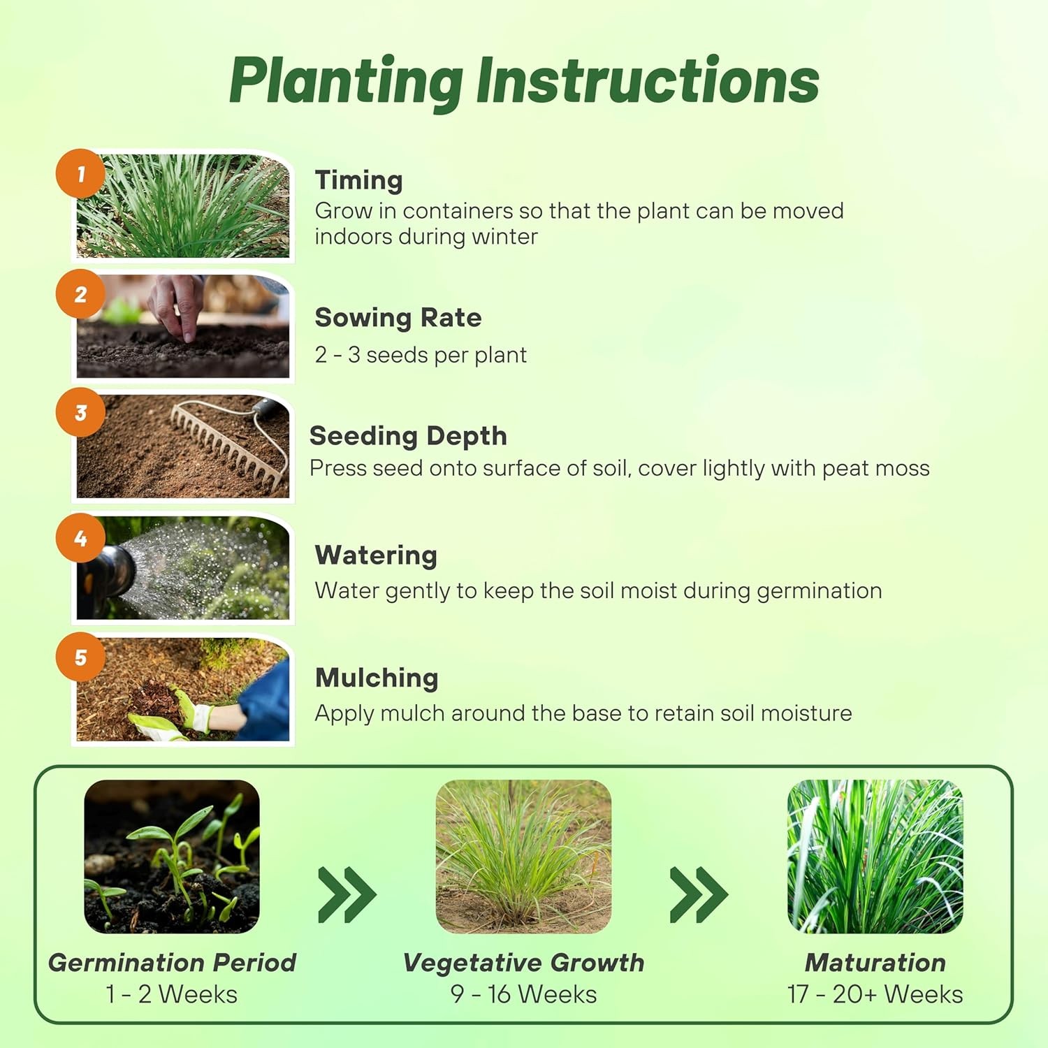 2000 Seeds Lemon Grass Seeds For Planting – Cymbopogon Flexuosus Ornamental
