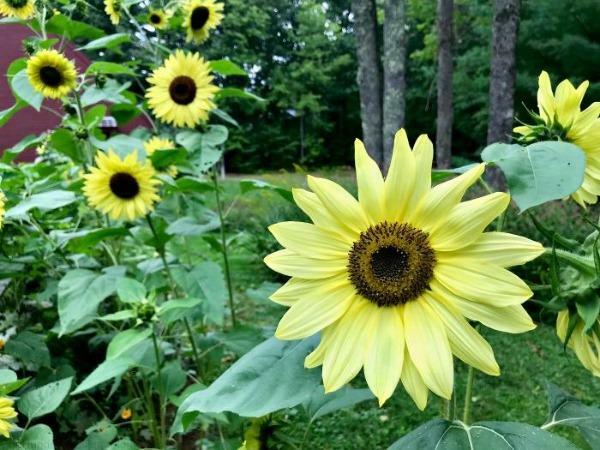 Sunflower Lemon Queen | Small Wood Sunflower | 50 Seeds