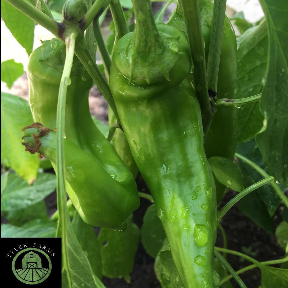 10+ Hatch (New Mexico) Chile Pepper seeds | USA Grown
