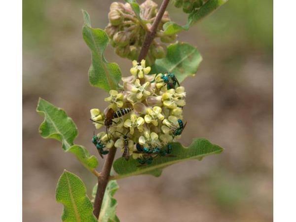 Asclepias arenaria | Western Sand Milkweed | 10 Seeds