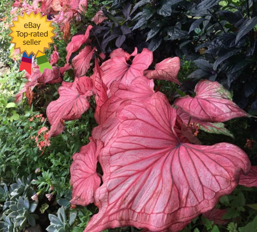 Desert Sunset Caladium Bulbs 4 Pack Sun Tolerant Pink Copper Vein Tropical Plant